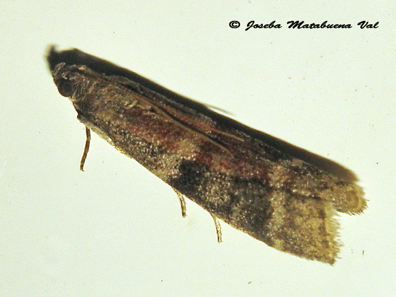 Acrobasis sp. - Pyralidae ?